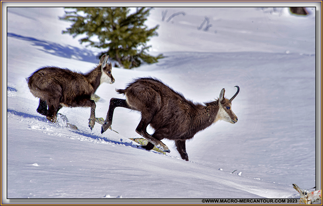 Cabri et sa mère (chèvre)